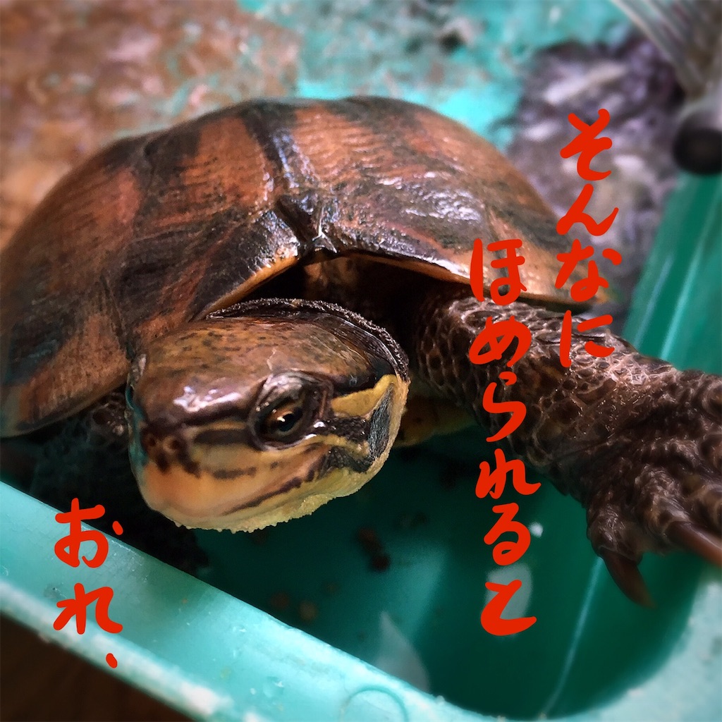 f:id:munazouchan48:20181207154545j:image