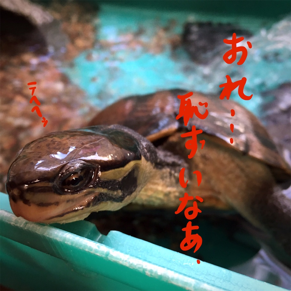 f:id:munazouchan48:20181207154558j:image