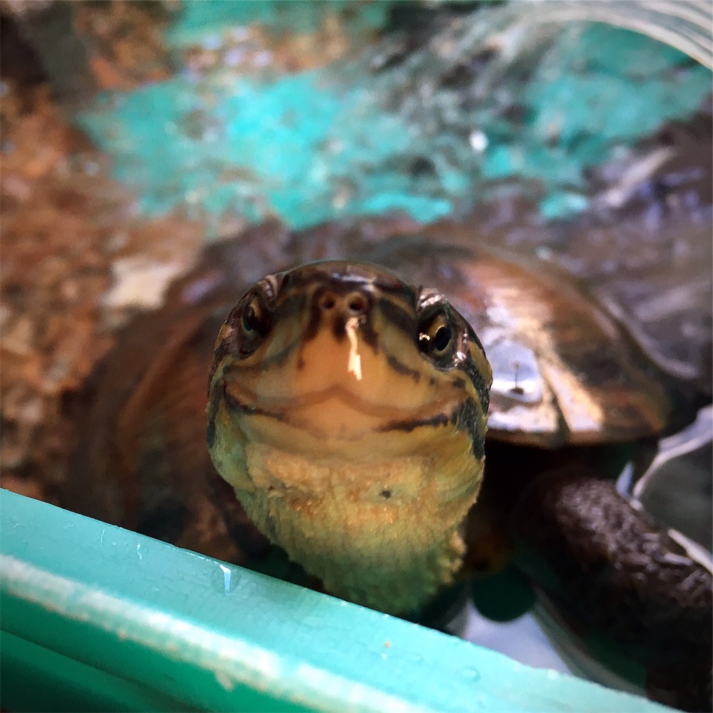 f:id:munazouchan48:20181207154627j:image