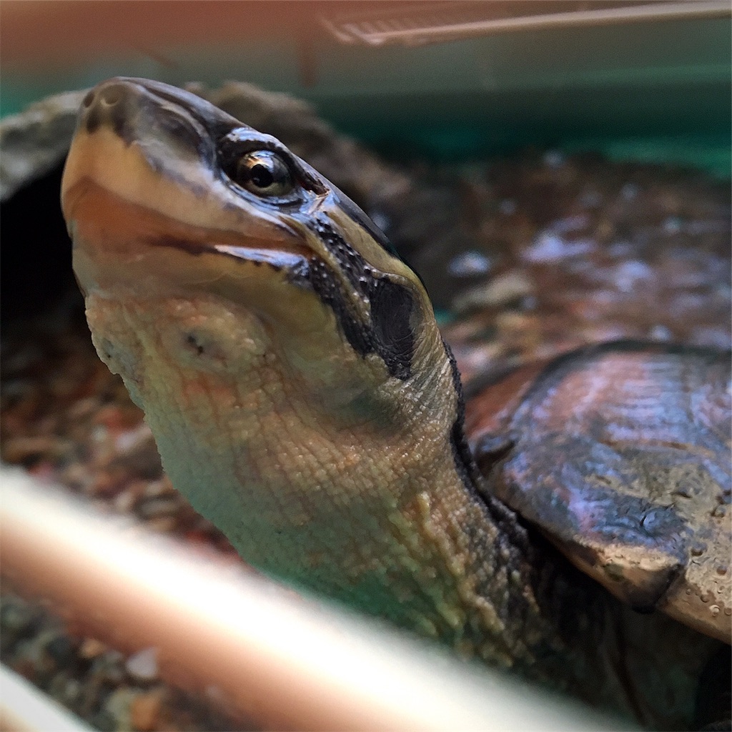 f:id:munazouchan48:20181207154639j:image