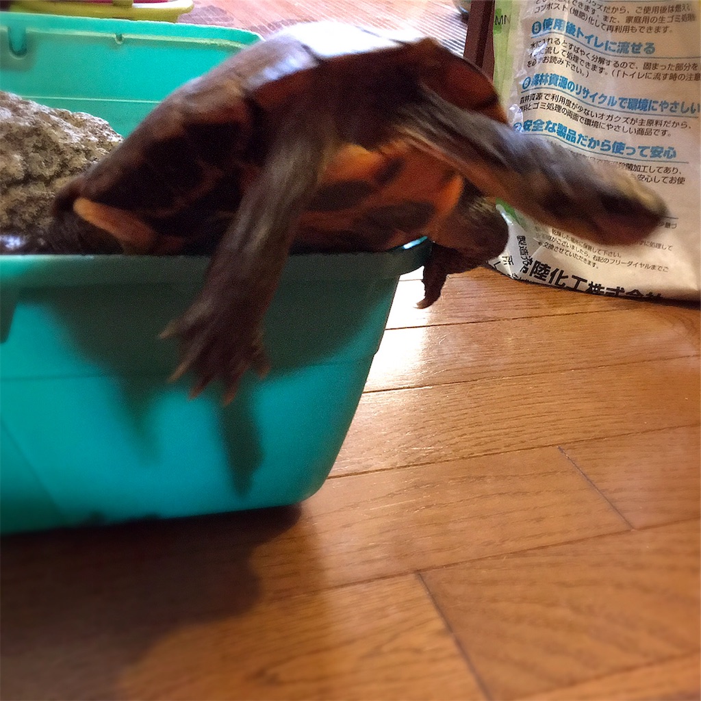 f:id:munazouchan48:20181207163743j:image