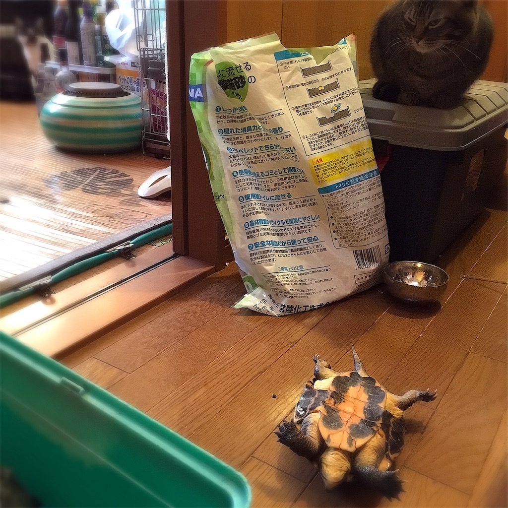 f:id:munazouchan48:20181207163829j:image