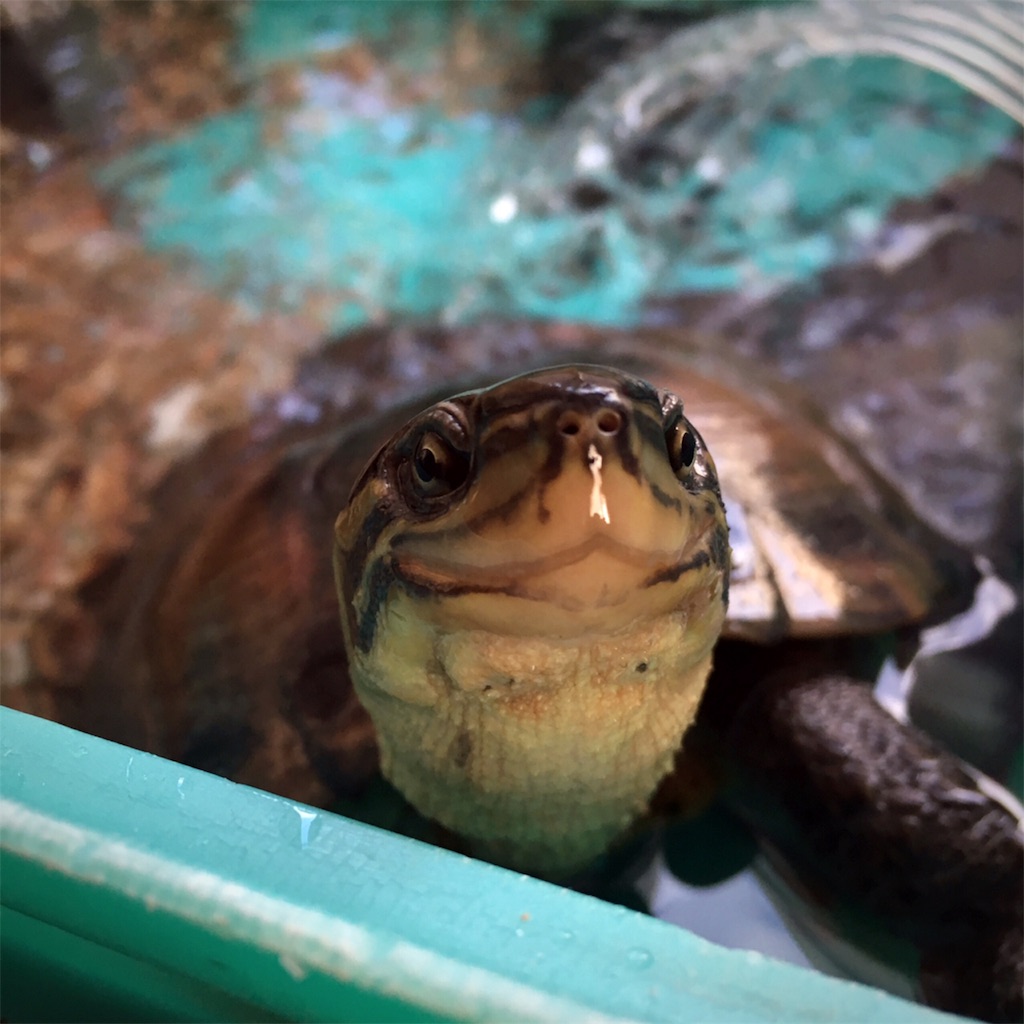 f:id:munazouchan48:20181207163920j:image