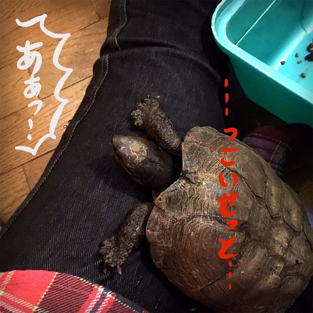 f:id:munazouchan48:20181207180459j:image