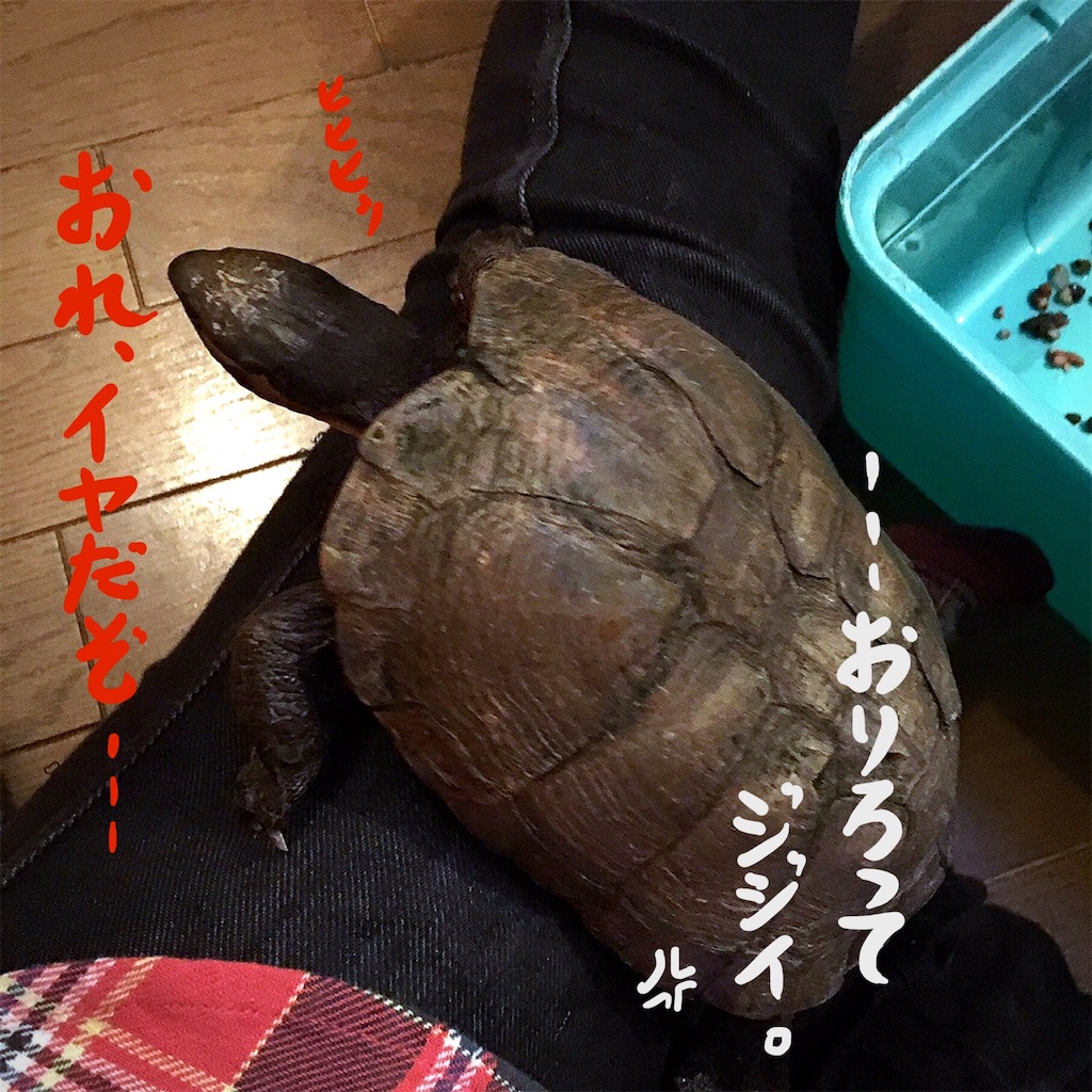 f:id:munazouchan48:20181207180512j:image