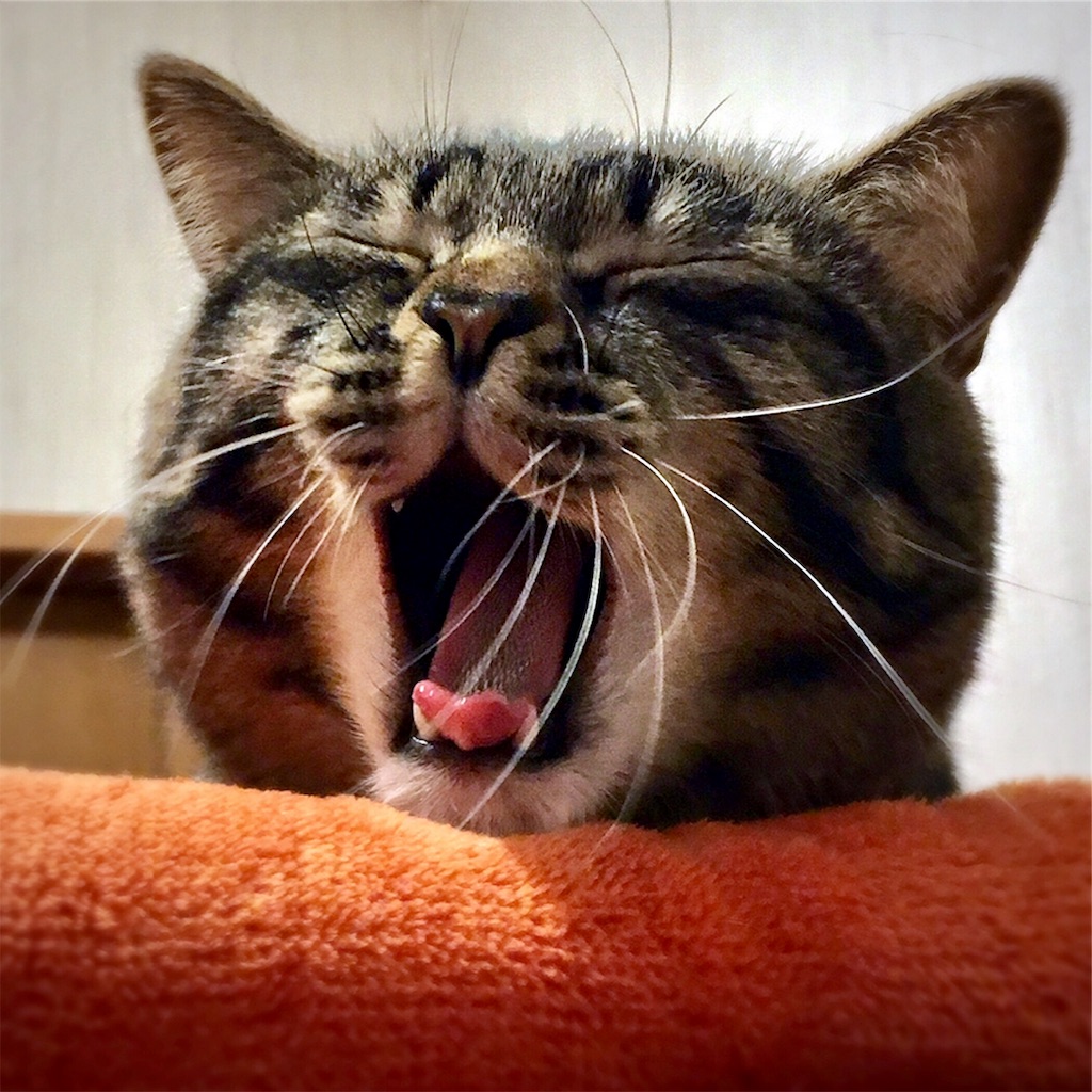 f:id:munazouchan48:20190128172343j:image f:id:munazouchan48:20190128172343j:image