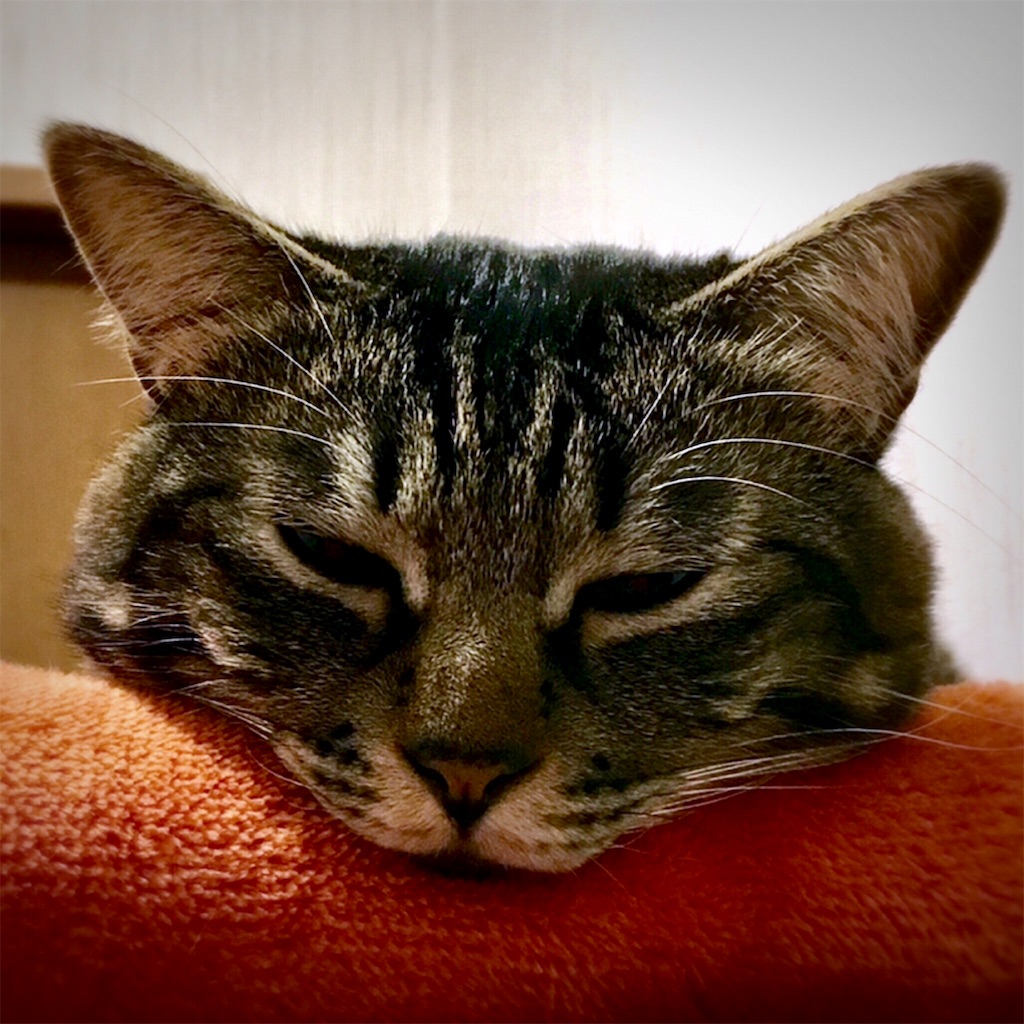 f:id:munazouchan48:20190128172357j:image f:id:munazouchan48:20190128172357j:image