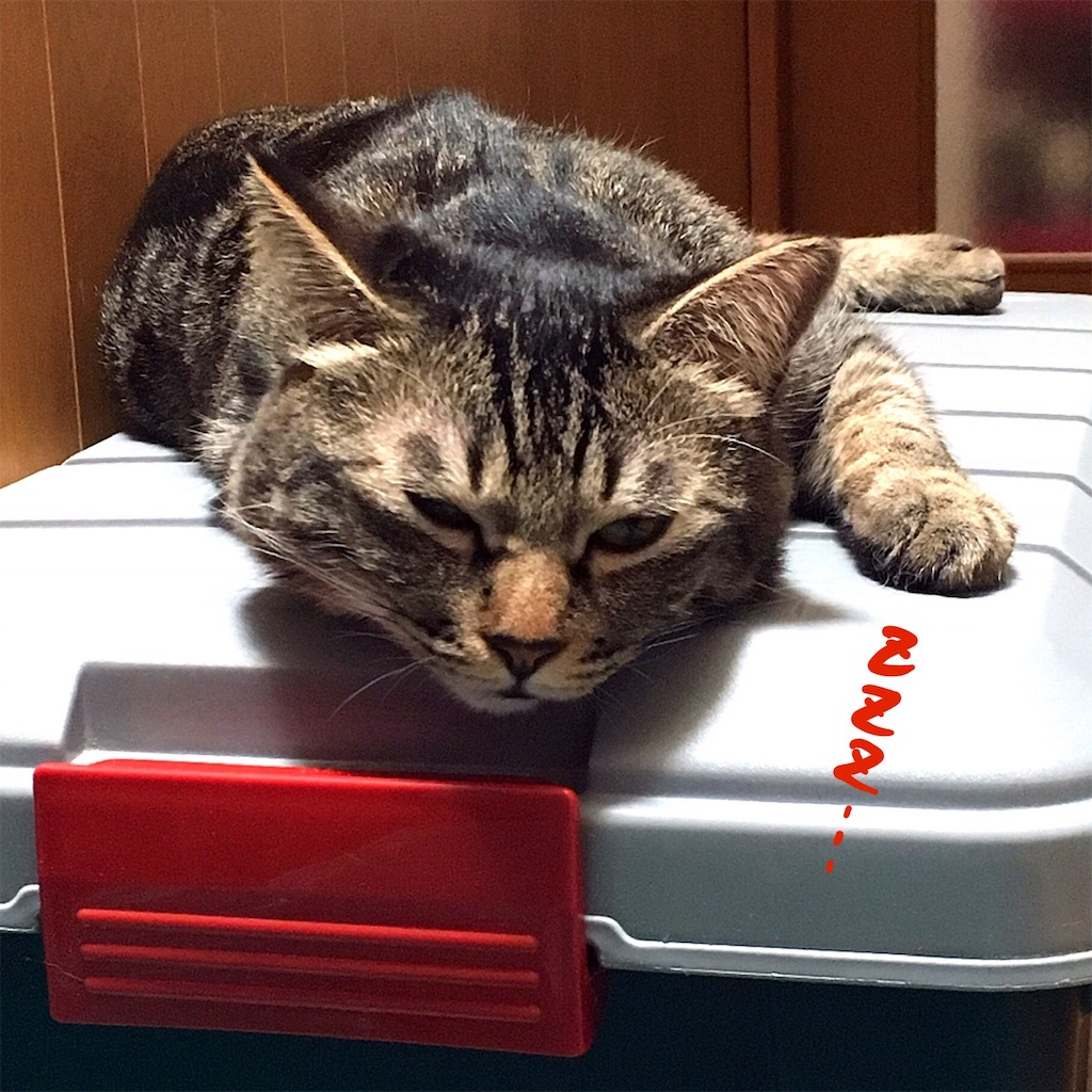 f:id:munazouchan48:20190129144639j:image f:id:munazouchan48:20190129144639j:image