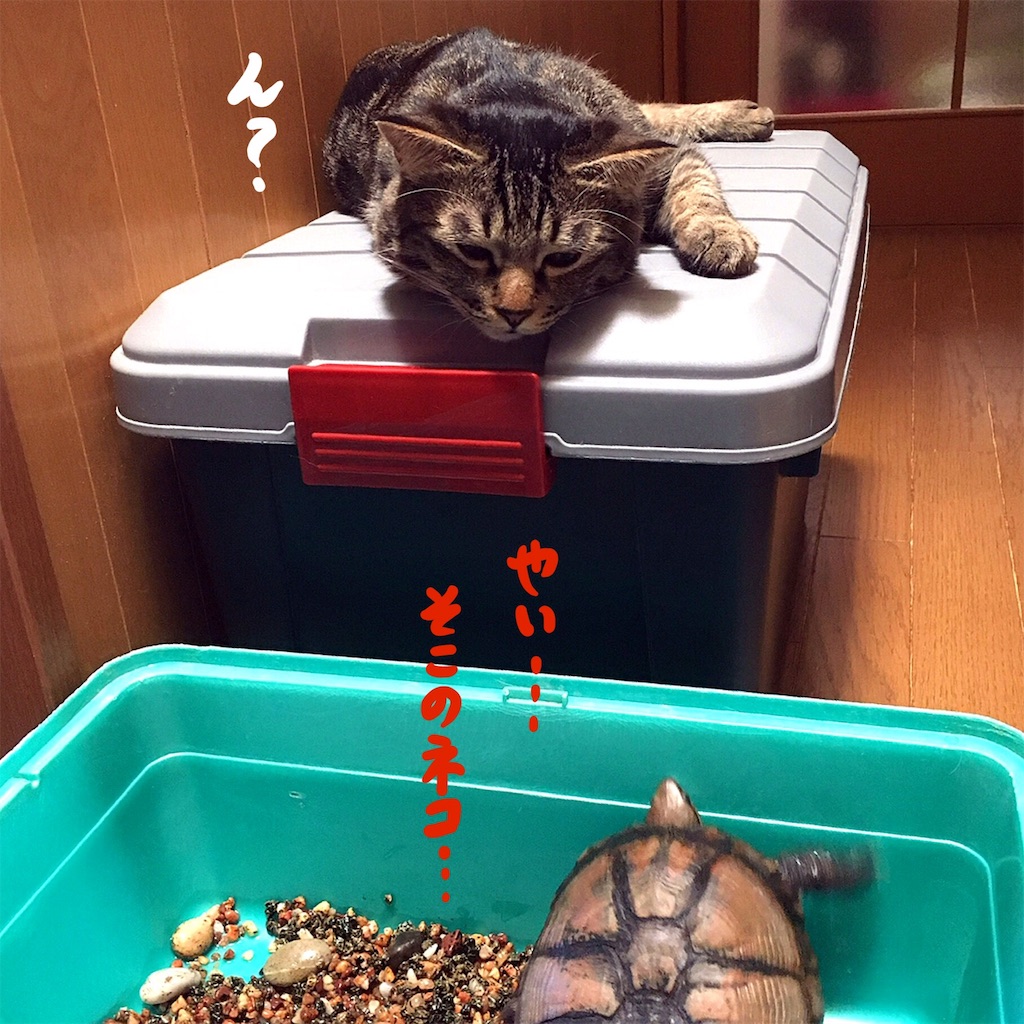 f:id:munazouchan48:20190129144652j:image f:id:munazouchan48:20190129144652j:image