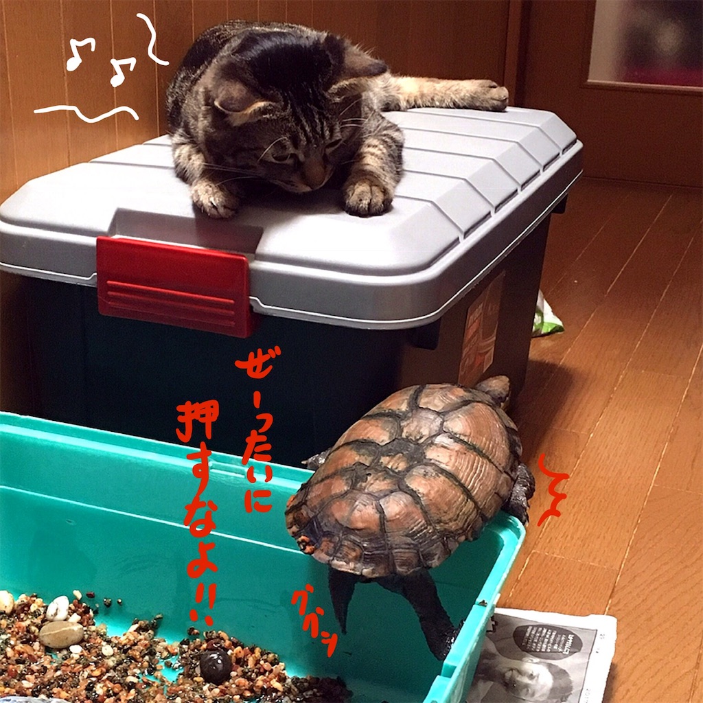 f:id:munazouchan48:20190129144739j:image f:id:munazouchan48:20190129144739j:image