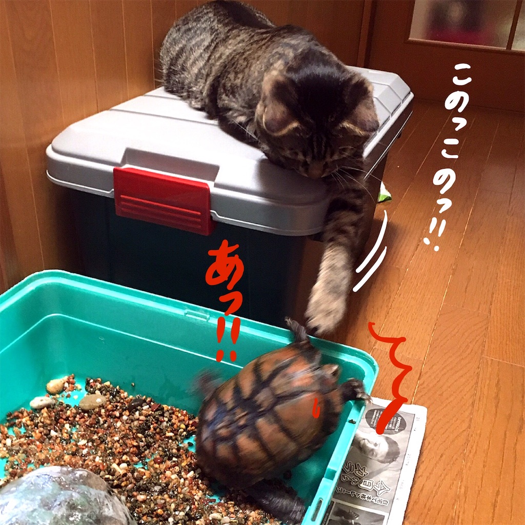 f:id:munazouchan48:20190129144754j:image f:id:munazouchan48:20190129144754j:image