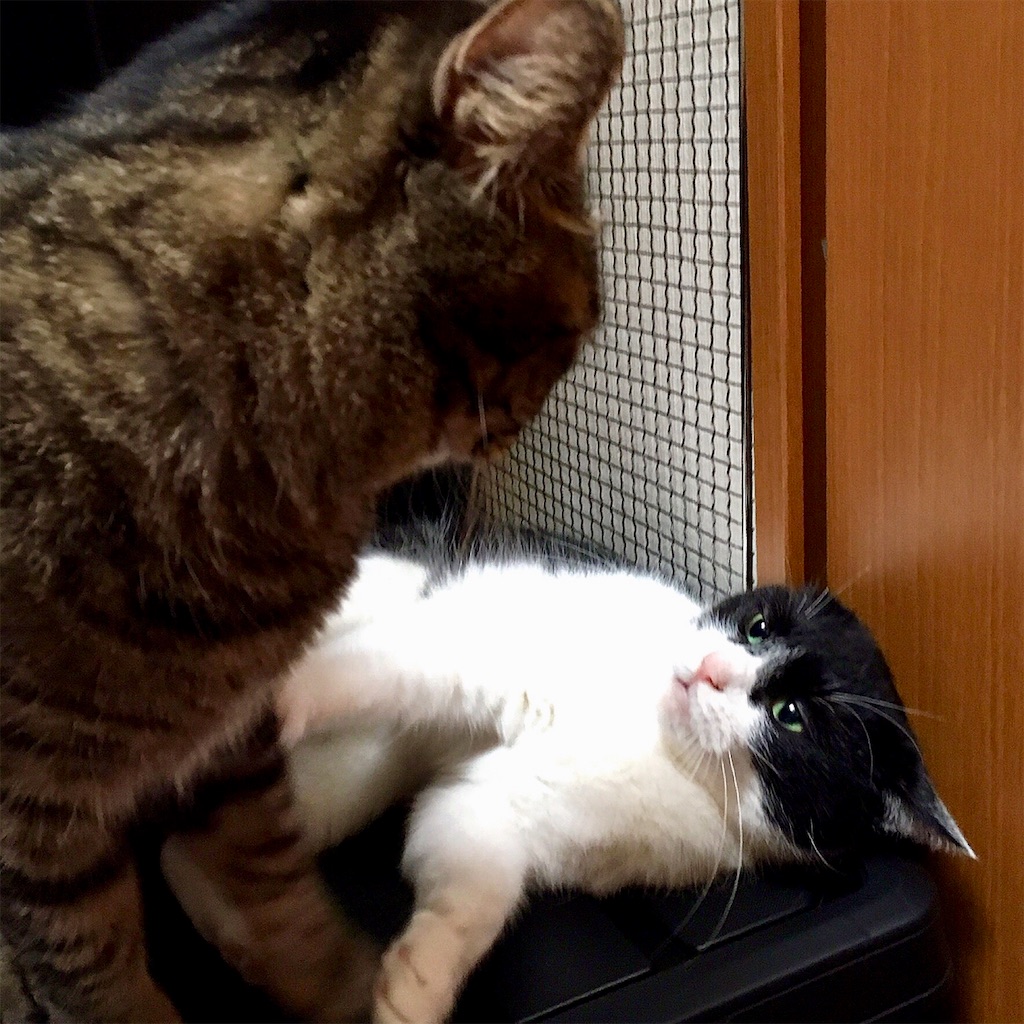 f:id:munazouchan48:20190129145045j:image f:id:munazouchan48:20190129145045j:image