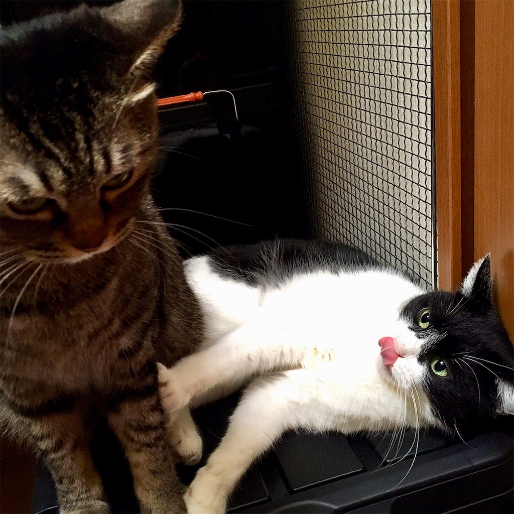 f:id:munazouchan48:20190129145123j:image f:id:munazouchan48:20190129145123j:image