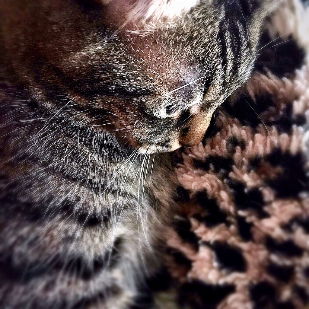 f:id:munazouchan48:20190129145916j:image f:id:munazouchan48:20190129145916j:image