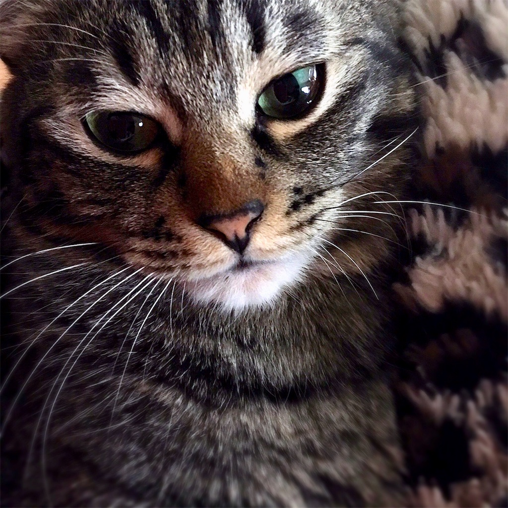 f:id:munazouchan48:20190129150114j:image f:id:munazouchan48:20190129150114j:image