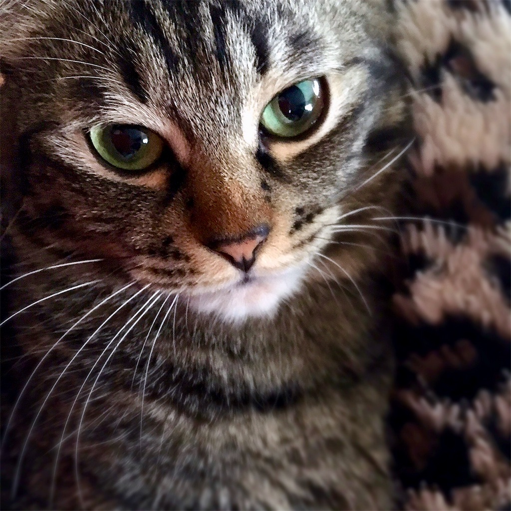 f:id:munazouchan48:20190129150152j:image f:id:munazouchan48:20190129150152j:image