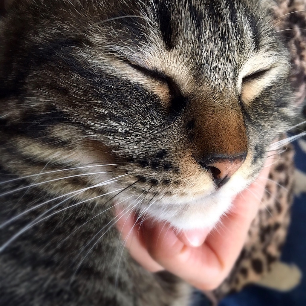 f:id:munazouchan48:20190129150318j:image f:id:munazouchan48:20190129150318j:image