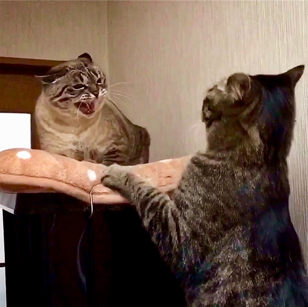 f:id:munazouchan48:20190129155639j:image f:id:munazouchan48:20190129155639j:image