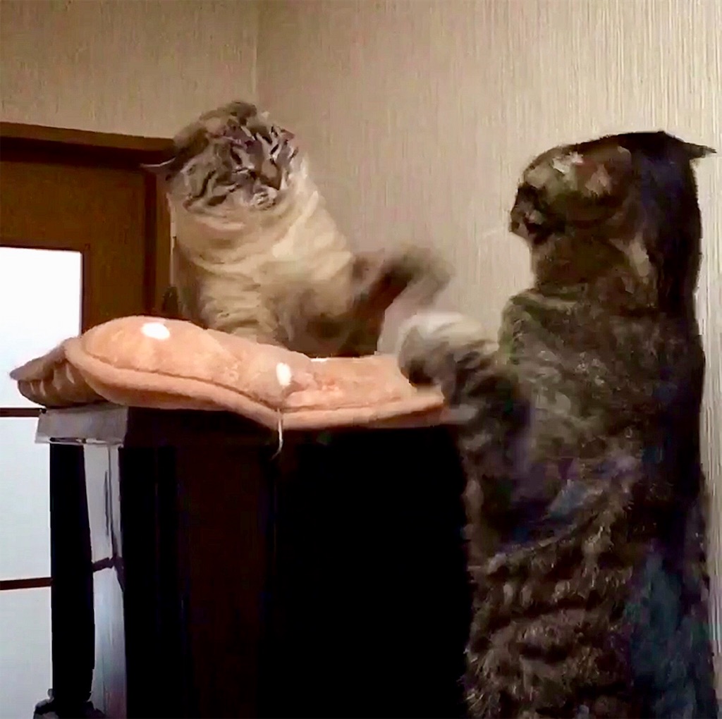 f:id:munazouchan48:20190129160427j:image f:id:munazouchan48:20190129160427j:image