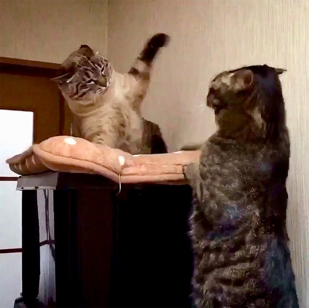 f:id:munazouchan48:20190129160602j:image f:id:munazouchan48:20190129160602j:image