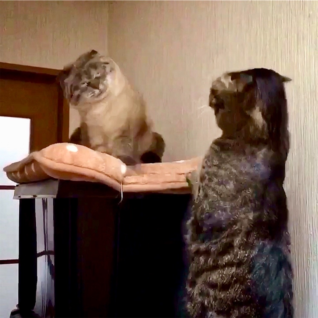 f:id:munazouchan48:20190129160638j:image f:id:munazouchan48:20190129160638j:image