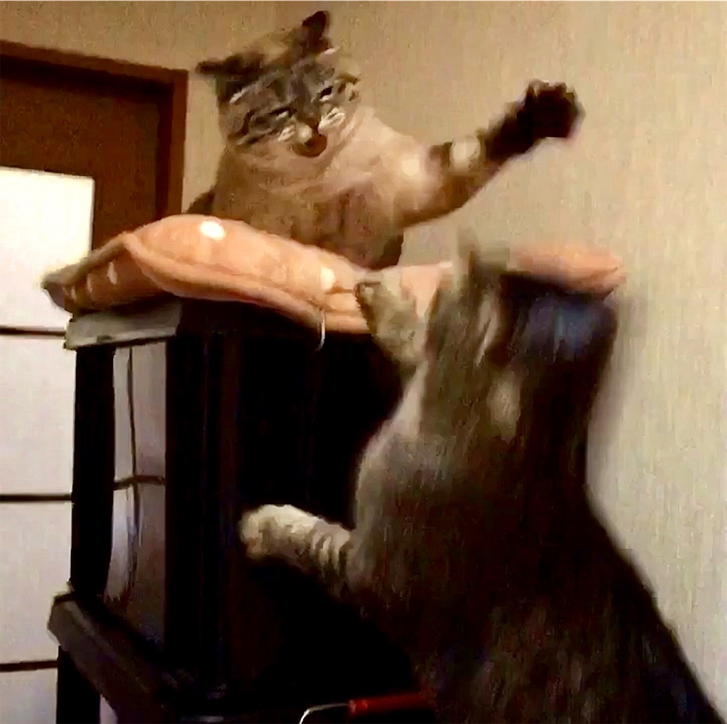 f:id:munazouchan48:20190129160830j:image f:id:munazouchan48:20190129160830j:image