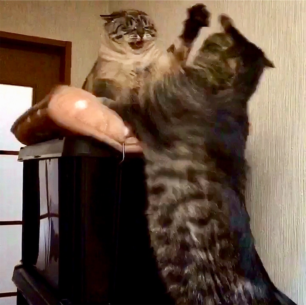 f:id:munazouchan48:20190129160842j:image f:id:munazouchan48:20190129160842j:image