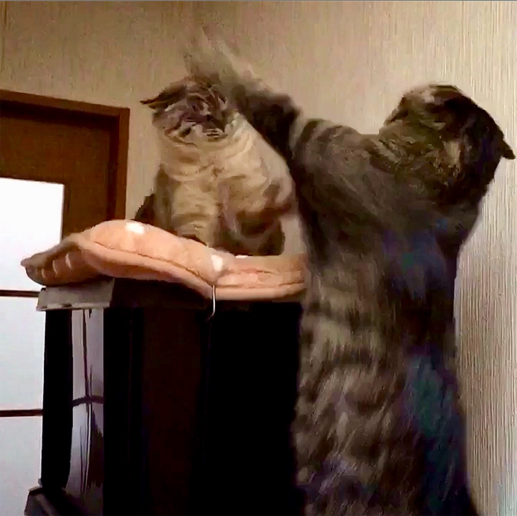 f:id:munazouchan48:20190129161938j:image f:id:munazouchan48:20190129161938j:image