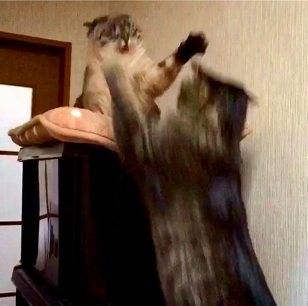 f:id:munazouchan48:20190129162121j:image f:id:munazouchan48:20190129162121j:image