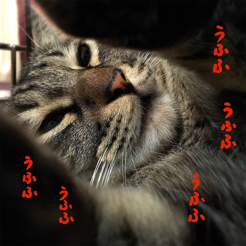 f:id:munazouchan48:20190129162146j:image f:id:munazouchan48:20190129162146j:image