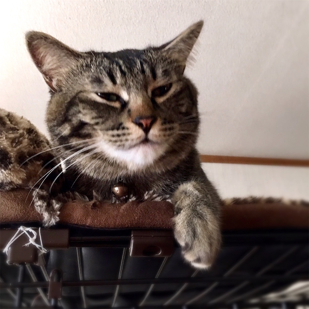 f:id:munazouchan48:20190226144602j:image f:id:munazouchan48:20190226144602j:image