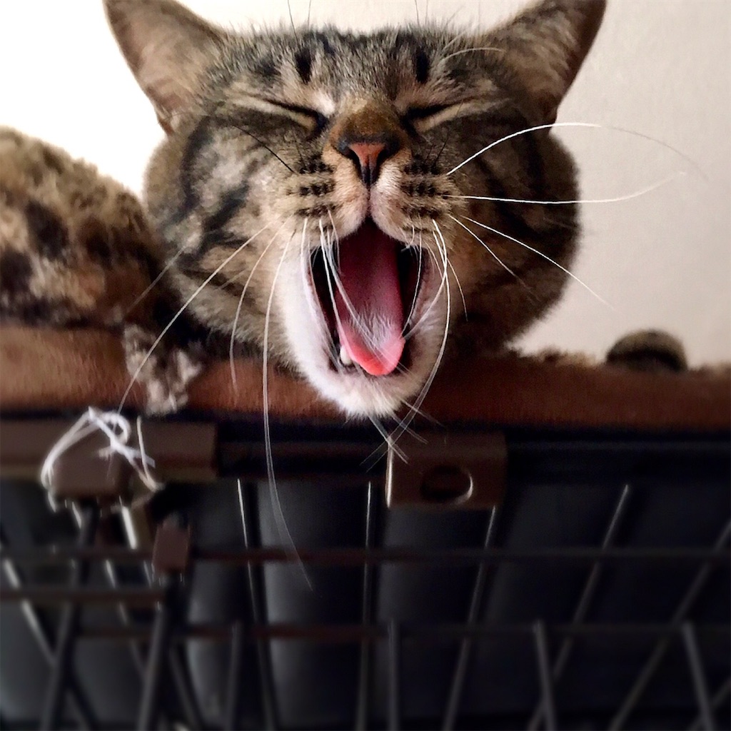 f:id:munazouchan48:20190226144651j:image f:id:munazouchan48:20190226144651j:image