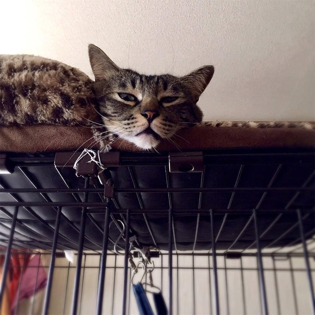 f:id:munazouchan48:20190226153255j:image f:id:munazouchan48:20190226153255j:image