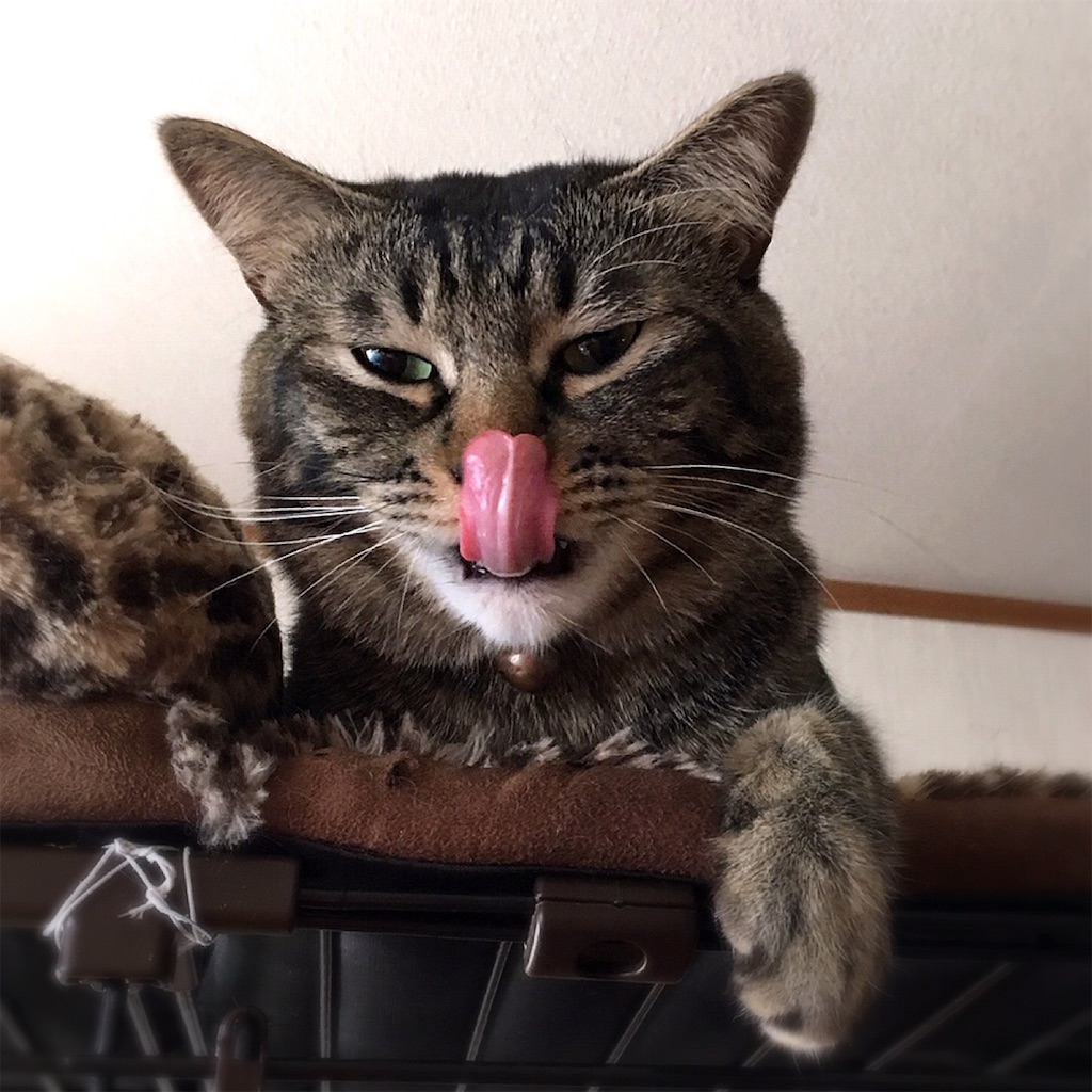 f:id:munazouchan48:20190226153520j:image f:id:munazouchan48:20190226153520j:image