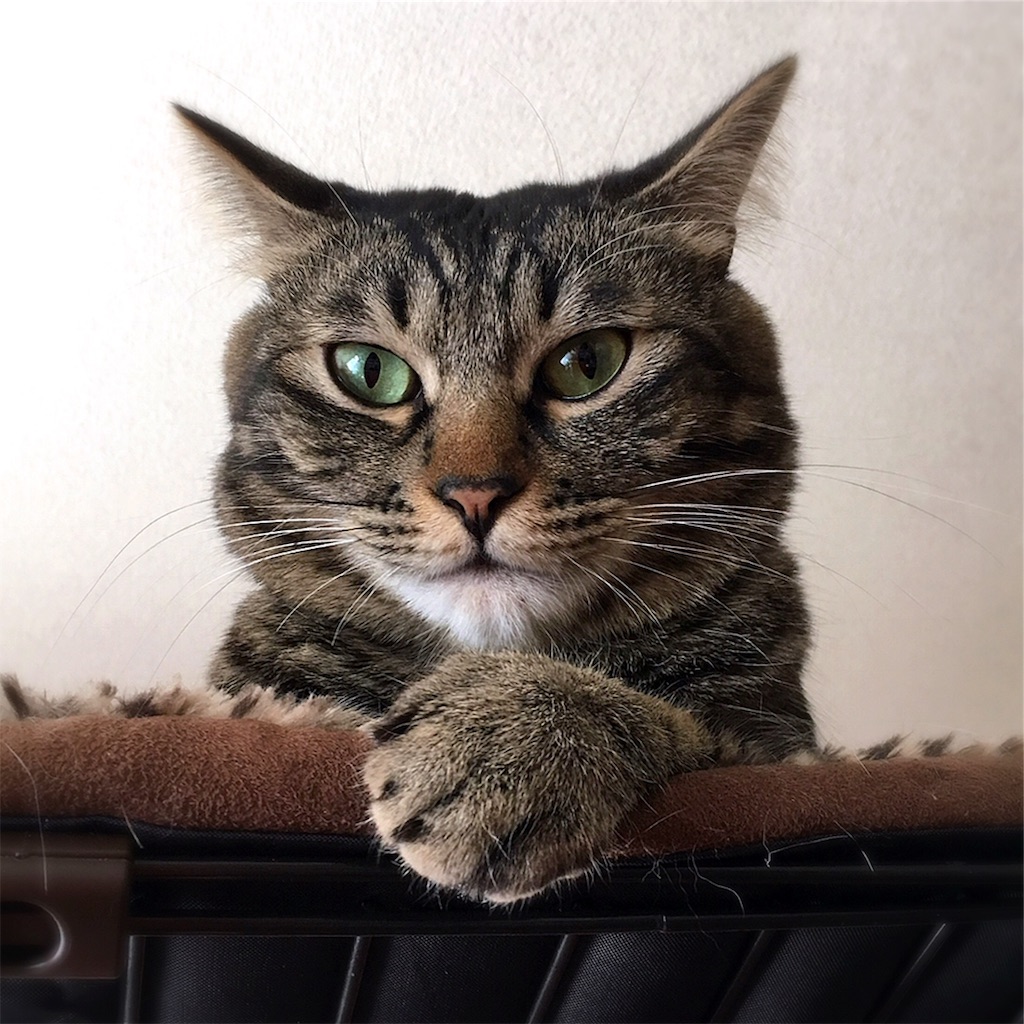 f:id:munazouchan48:20190226154008j:image f:id:munazouchan48:20190226154008j:image