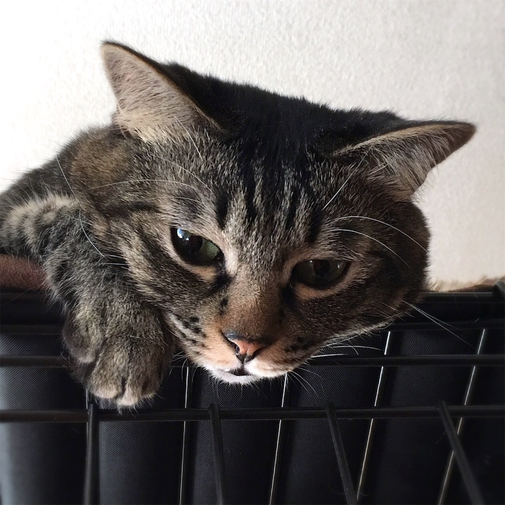 f:id:munazouchan48:20190226154308j:image f:id:munazouchan48:20190226154308j:image