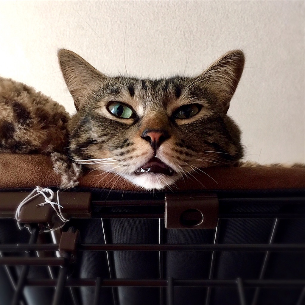 f:id:munazouchan48:20190226154810j:image f:id:munazouchan48:20190226154810j:image