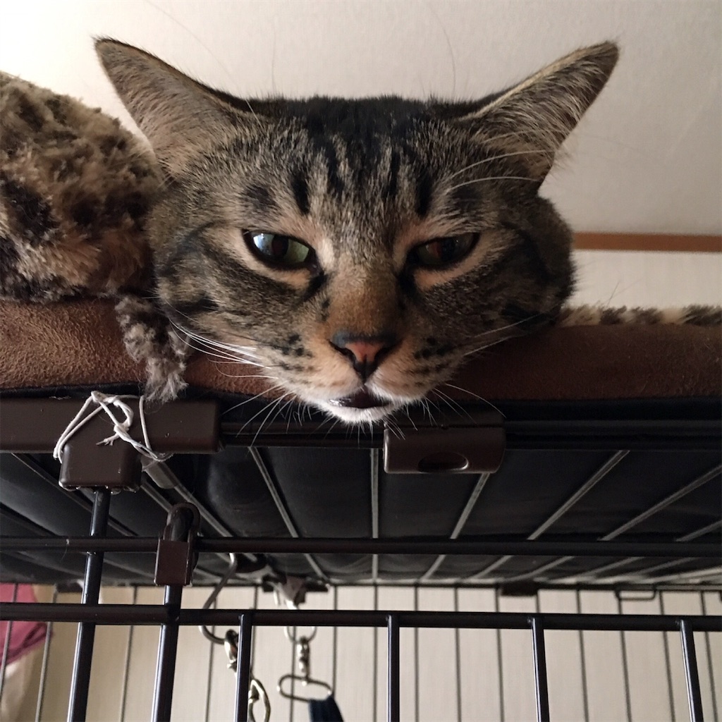 f:id:munazouchan48:20190226161632j:image f:id:munazouchan48:20190226161632j:image