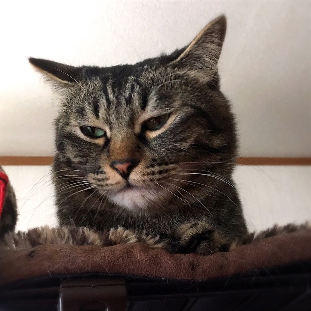 f:id:munazouchan48:20190226184030j:image f:id:munazouchan48:20190226184030j:image