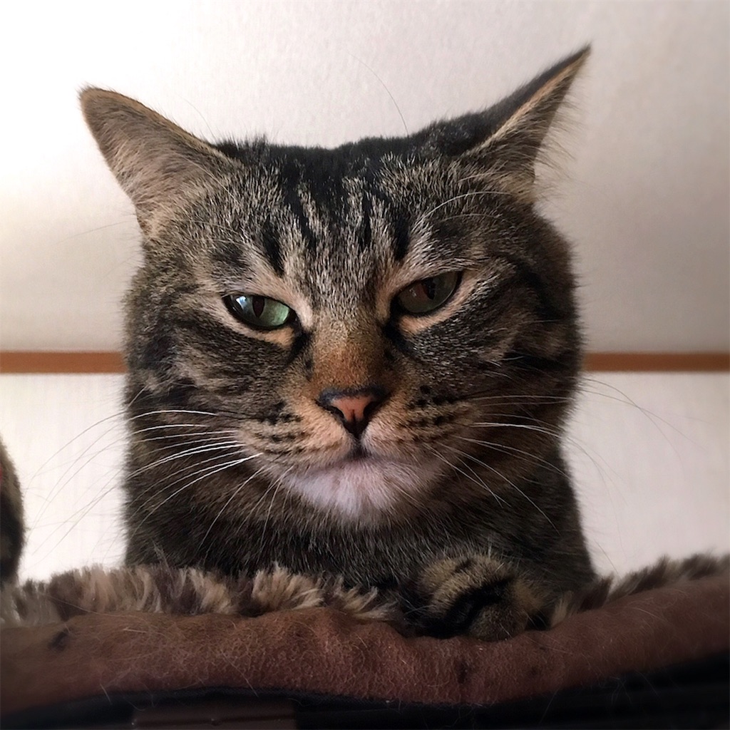 f:id:munazouchan48:20190226184103j:image f:id:munazouchan48:20190226184103j:image