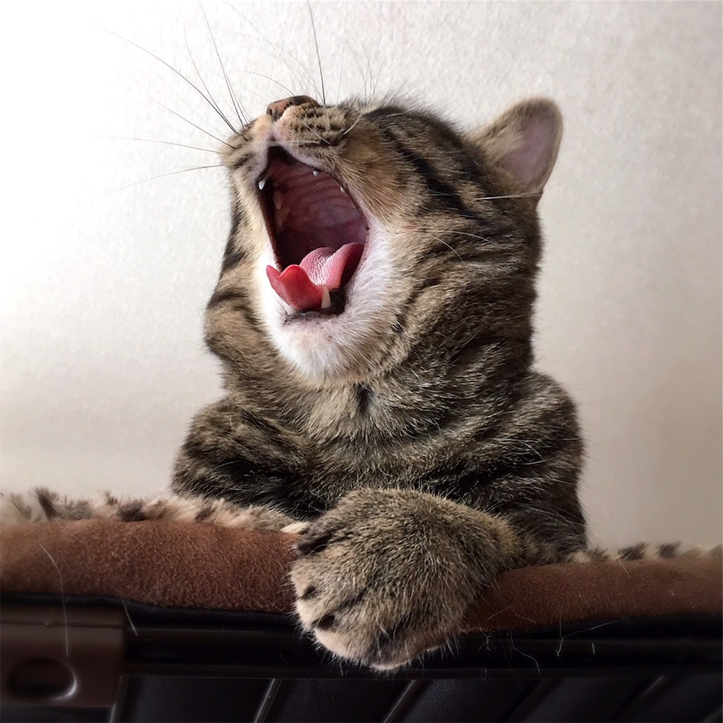 f:id:munazouchan48:20190226184659j:image f:id:munazouchan48:20190226184659j:image