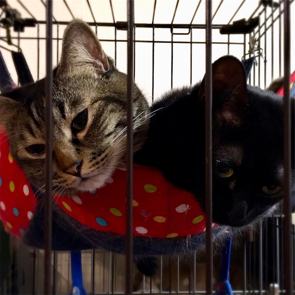 f:id:munazouchan48:20190311174611j:image f:id:munazouchan48:20190311174611j:image