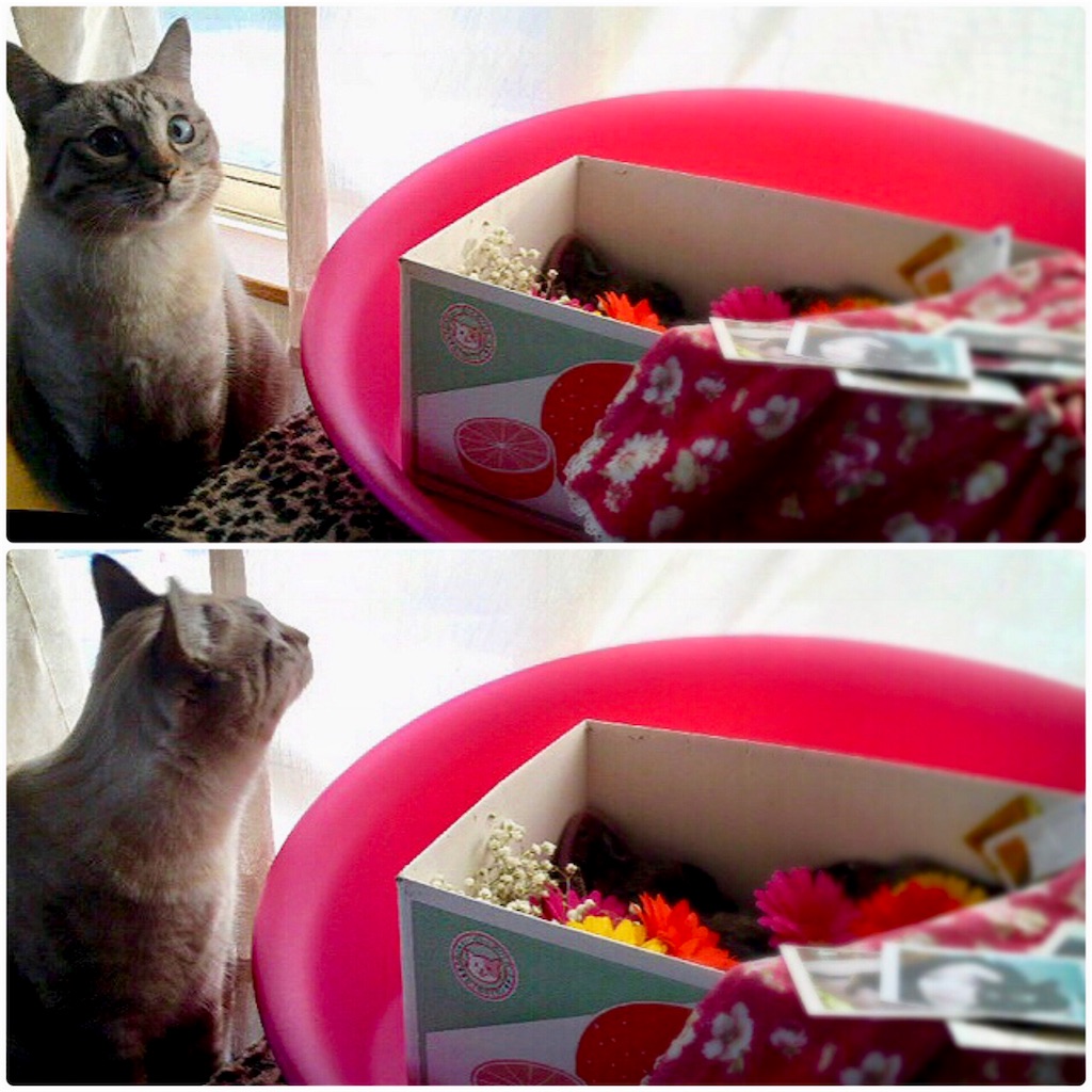 f:id:munazouchan48:20190311182624j:image f:id:munazouchan48:20190311182624j:image