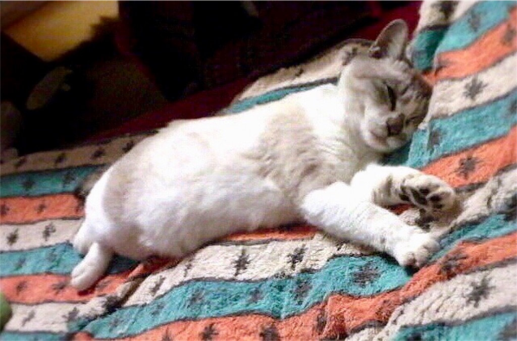 f:id:munazouchan48:20190311182742j:image f:id:munazouchan48:20190311182742j:image