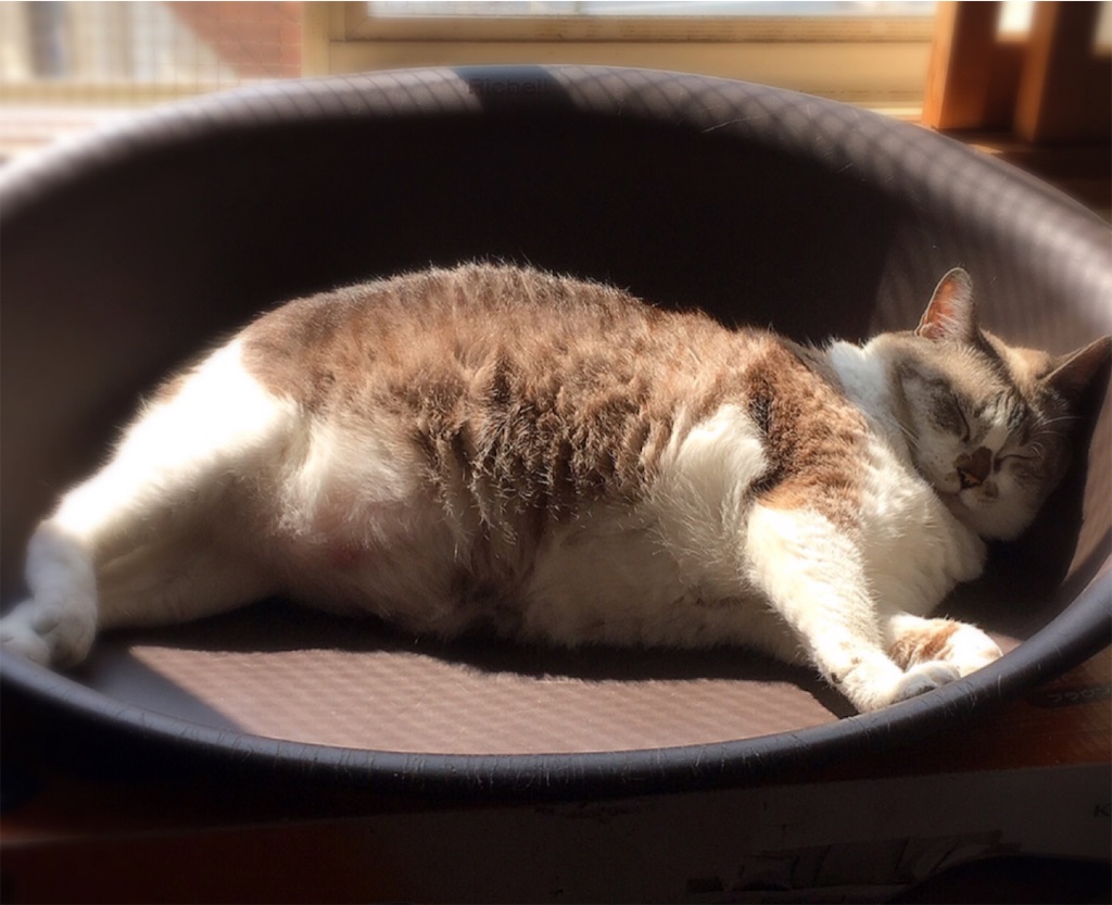 f:id:munazouchan48:20190311182755j:image f:id:munazouchan48:20190311182755j:image