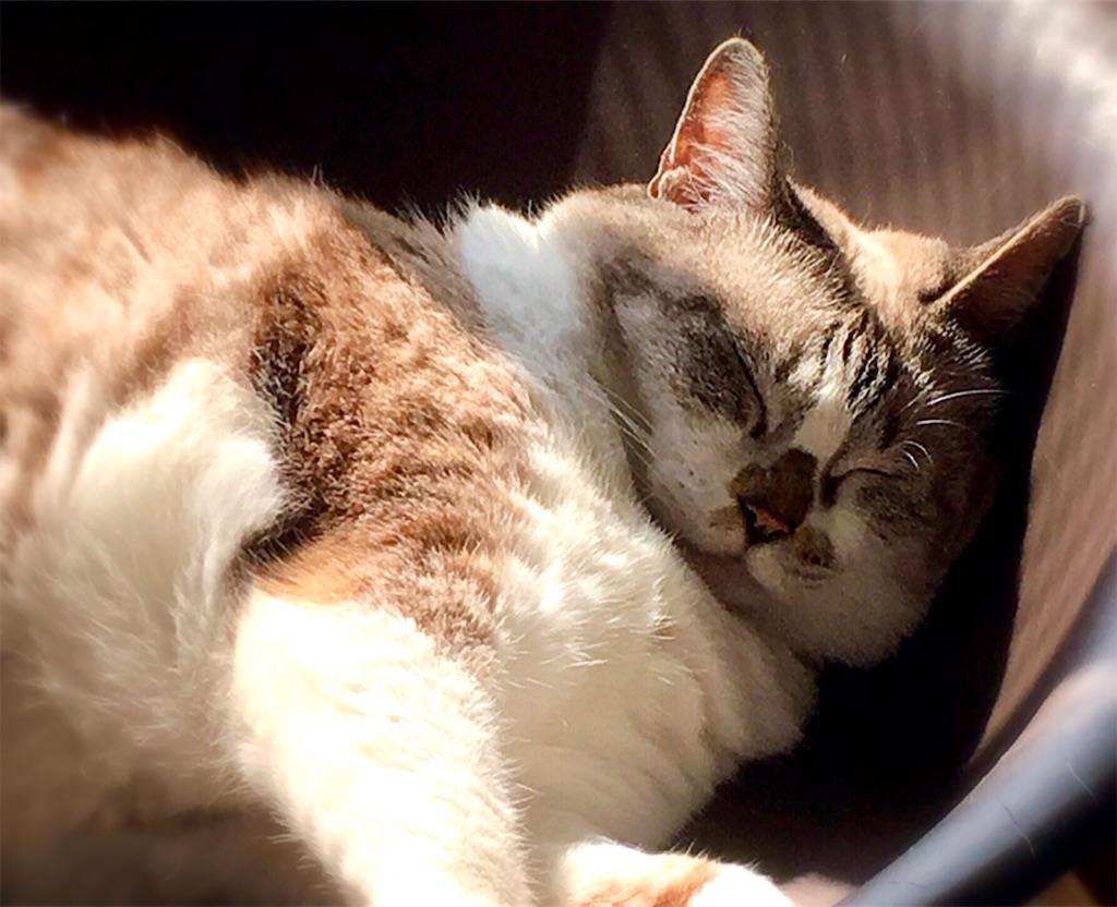 f:id:munazouchan48:20190311182804j:image f:id:munazouchan48:20190311182804j:image