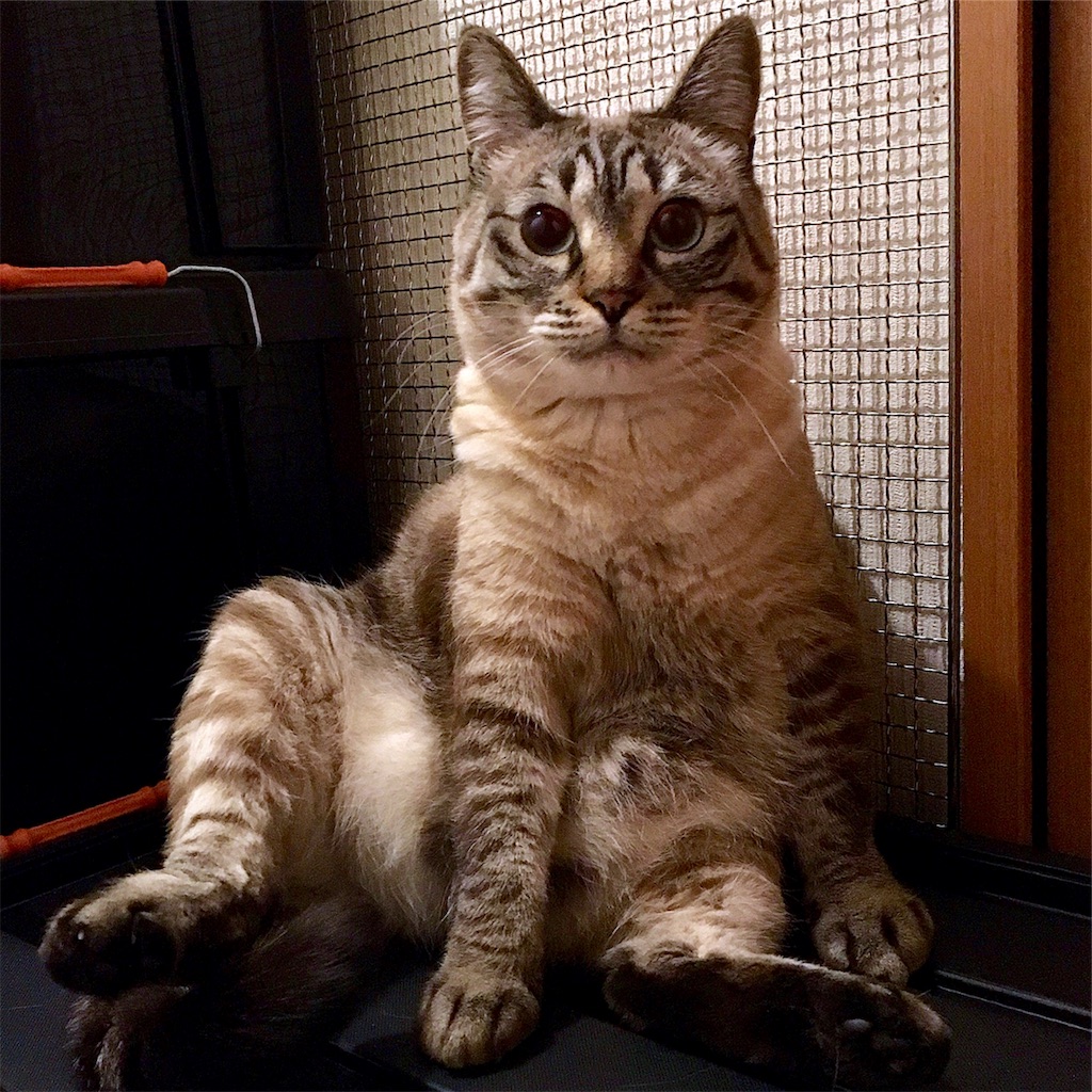 f:id:munazouchan48:20190311183428j:image f:id:munazouchan48:20190311183428j:image