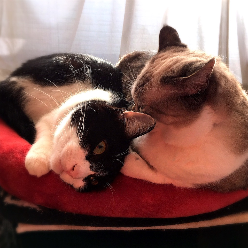 f:id:munazouchan48:20190311183519j:image f:id:munazouchan48:20190311183519j:image