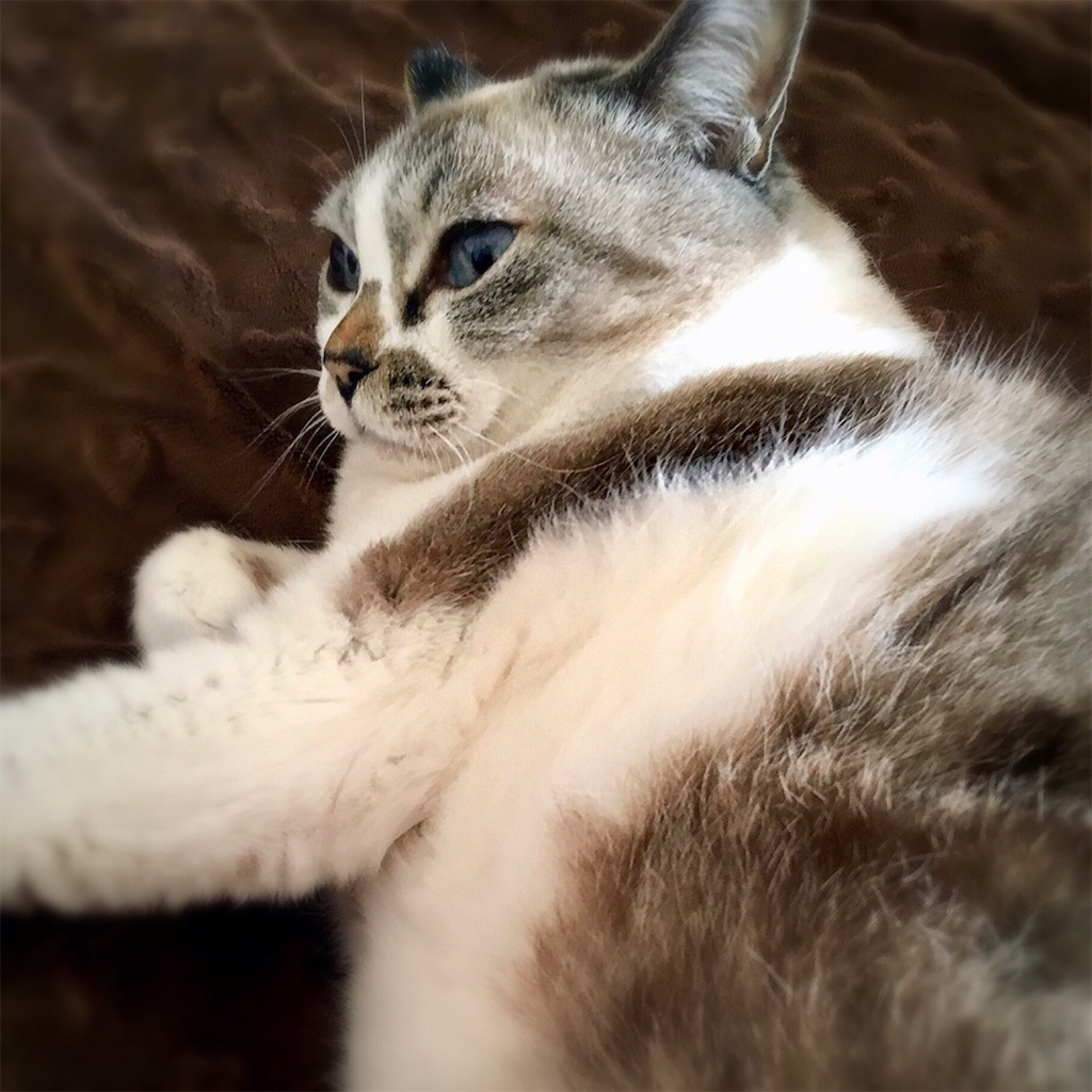 f:id:munazouchan48:20190311184912j:image f:id:munazouchan48:20190311184912j:image