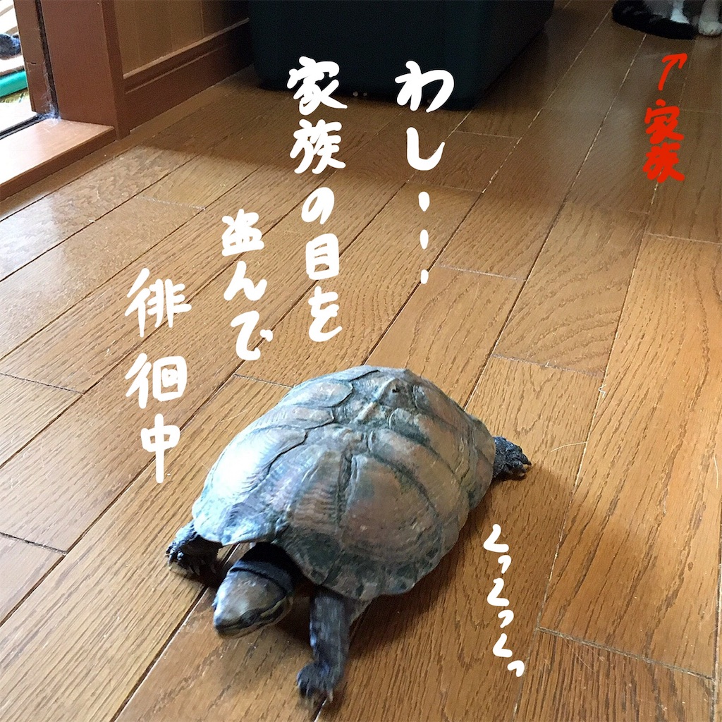 f:id:munazouchan48:20190606142331j:image